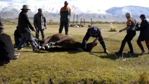 Halal/Haram Horse Ritually Slaughtered and Butchered