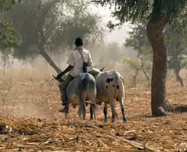 Indigenous Dogon people