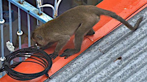 indigenous perspective on world news